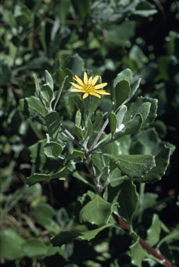 APII jpeg image of Chrysanthemoides monilifera  © contact APII