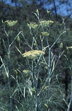 APII jpeg image of Foeniculum vulgare  © contact APII