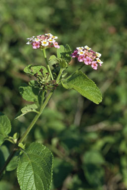 APII jpeg image of Lantana camara  © contact APII