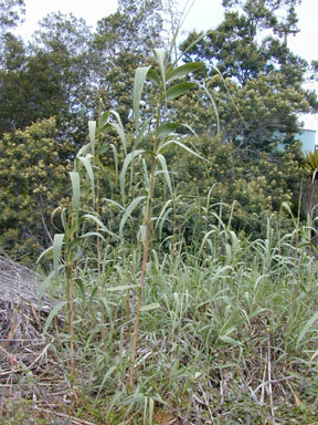 APII jpeg image of Arundo donax  © contact APII