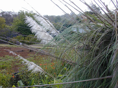 APII jpeg image of Cortaderia selloana  © contact APII