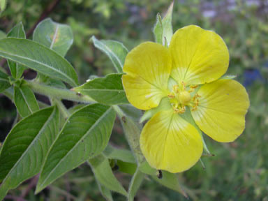 APII jpeg image of Ludwigia peruviana  © contact APII