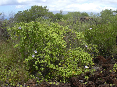 APII jpeg image of Ipomoea indica  © contact APII