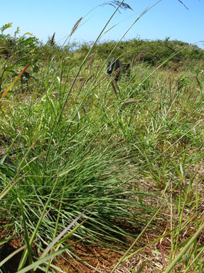 APII jpeg image of Eragrostis curvula  © contact APII