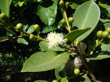 APII jpeg image of Psidium cattleyanum  © contact APII