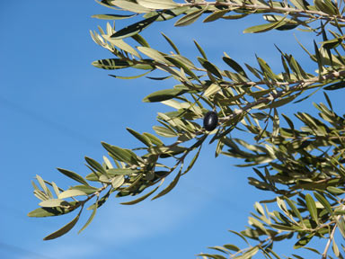 APII jpeg image of Olea europaea subsp. europaea  © contact APII