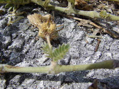 APII jpeg image of Tribulus cistoides  © contact APII