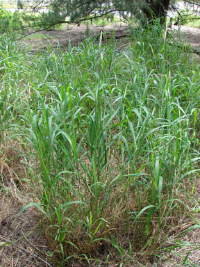 APII jpeg image of Digitaria insularis  © contact APII