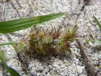 APII jpeg image of Cenchrus echinatus  © contact APII