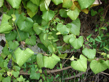 APII jpeg image of Aristolochia elegans  © contact APII