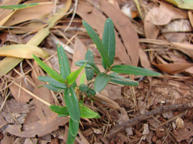 APII jpeg image of Olea europaea subsp. cuspidata  © contact APII