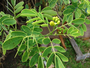 APII jpeg image of Senna pendula  © contact APII