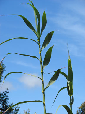 APII jpeg image of Arundo donax  © contact APII