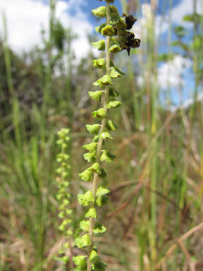 APII jpeg image of Ambrosia artemisiifolia  © contact APII