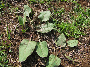 APII jpeg image of Rumex spinosus  © contact APII