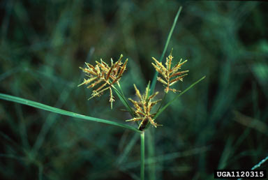 APII jpeg image of Cyperus esculentus  © contact APII