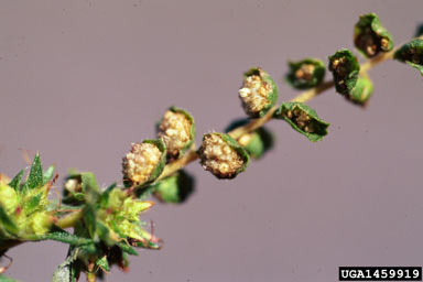 APII jpeg image of Ambrosia artemisiifolia  © contact APII