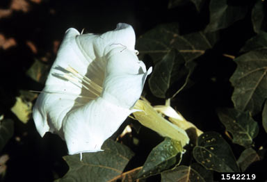 APII jpeg image of Datura wrightii  © contact APII