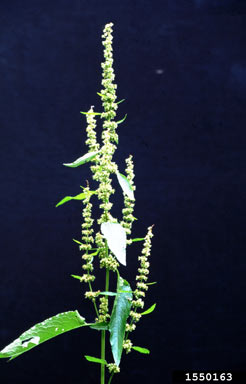 APII jpeg image of Rumex obtusifolius  © contact APII