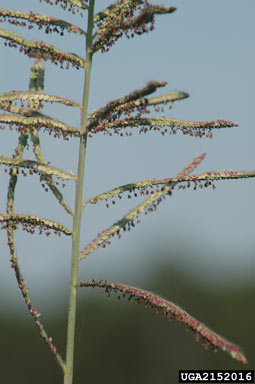 APII jpeg image of Paspalum quadrifarium  © contact APII