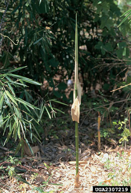 APII jpeg image of Phyllostachys aurea  © contact APII