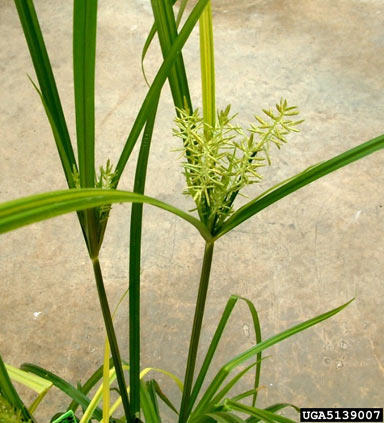 APII jpeg image of Cyperus esculentus  © contact APII