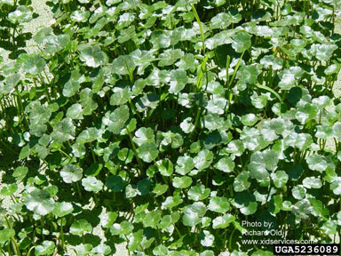 APII jpeg image of Hydrocotyle ranunculoides  © contact APII