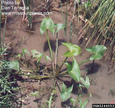 APII jpeg image of Sagittaria montevidensis  © contact APII