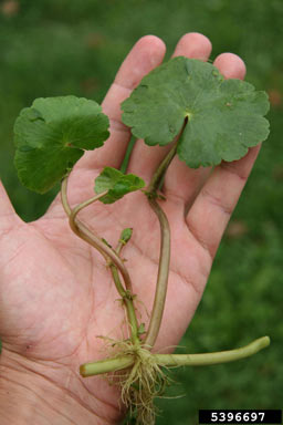 APII jpeg image of Hydrocotyle ranunculoides  © contact APII