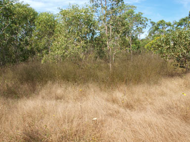 APII jpeg image of Aeschynomene paniculata  © contact APII