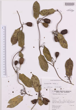 APII jpeg image of Aristolochia indica  © contact APII