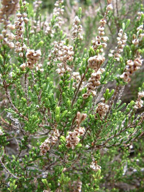 APII jpeg image of Calluna vulgaris  © contact APII