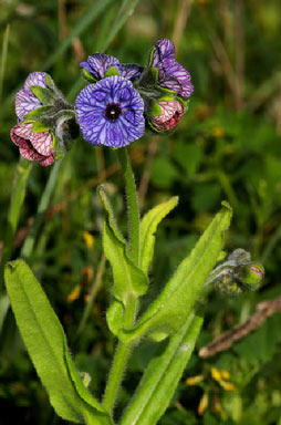 APII jpeg image of Cynoglossum creticum  © contact APII