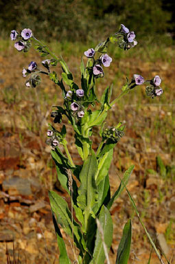 APII jpeg image of Cynoglossum creticum  © contact APII