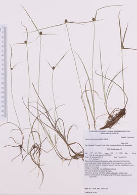 APII jpeg image of Cyperus teneristolon  © contact APII