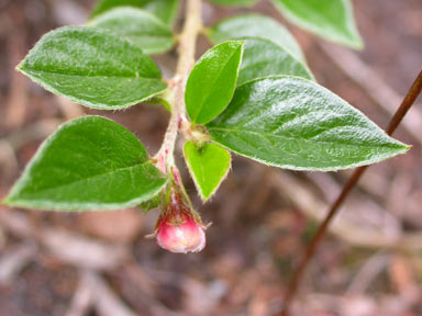 APII jpeg image of Cotoneaster symondsii  © contact APII