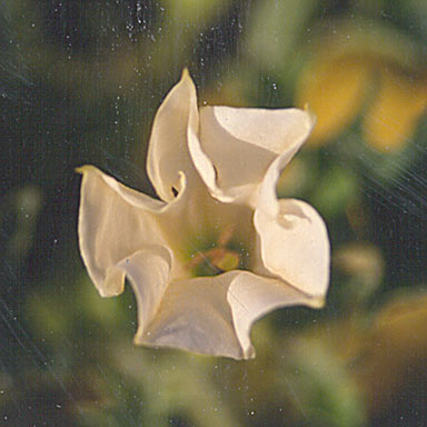 APII jpeg image of Datura ferox  © contact APII