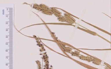 APII jpeg image of Echinochloa glabrescens  © contact APII