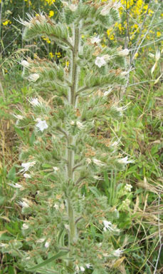 APII jpeg image of Echium italicum  © contact APII