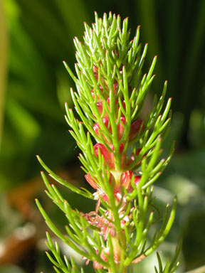 APII jpeg image of Myriophyllum aquaticum  © contact APII