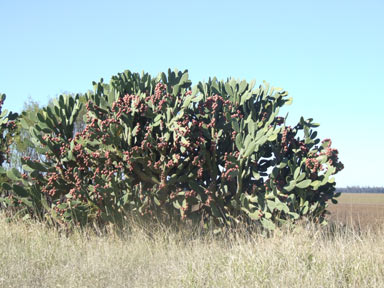 APII jpeg image of Opuntia tomentosa  © contact APII