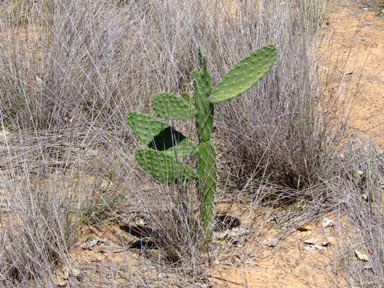 APII jpeg image of Opuntia tomentosa  © contact APII