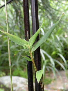 APII jpeg image of Phyllostachys nigra  © contact APII