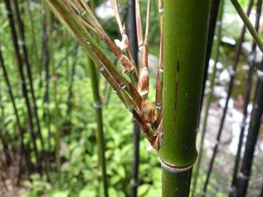 APII jpeg image of Phyllostachys nigra  © contact APII