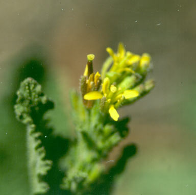 APII jpeg image of Sisymbrium thellungii  © contact APII