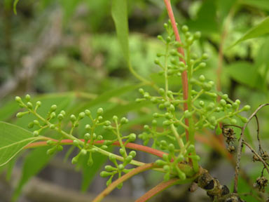 APII jpeg image of Toxicodendron succedaneum  © contact APII