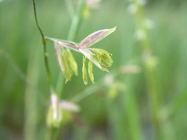 APII jpeg image of Zizania palustris  © contact APII