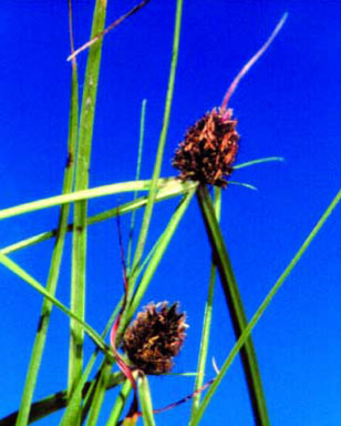 APII jpeg image of Cyperus teneristolon  © contact APII