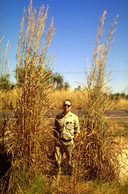 APII jpeg image of Andropogon gayanus 'Kent'  © contact APII