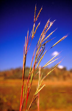 APII jpeg image of Andropogon gayanus 'Kent'  © contact APII